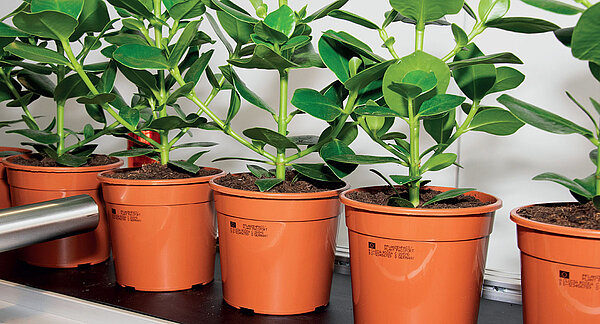 CIJ Kennzeichnung: Pflanzenpass am Förderband