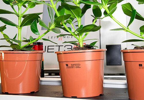 Pflanzenpass Direktdruck auf Pflanztöpfen (CIJ)