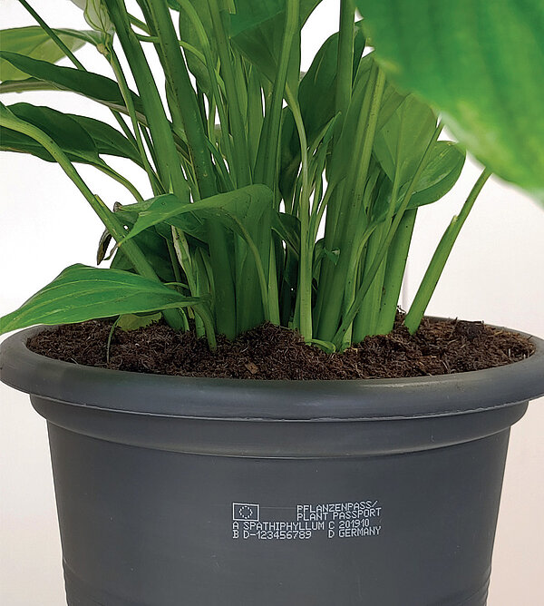 Pflanzenpass Direktdruck auf schwarzem Pflanztopf